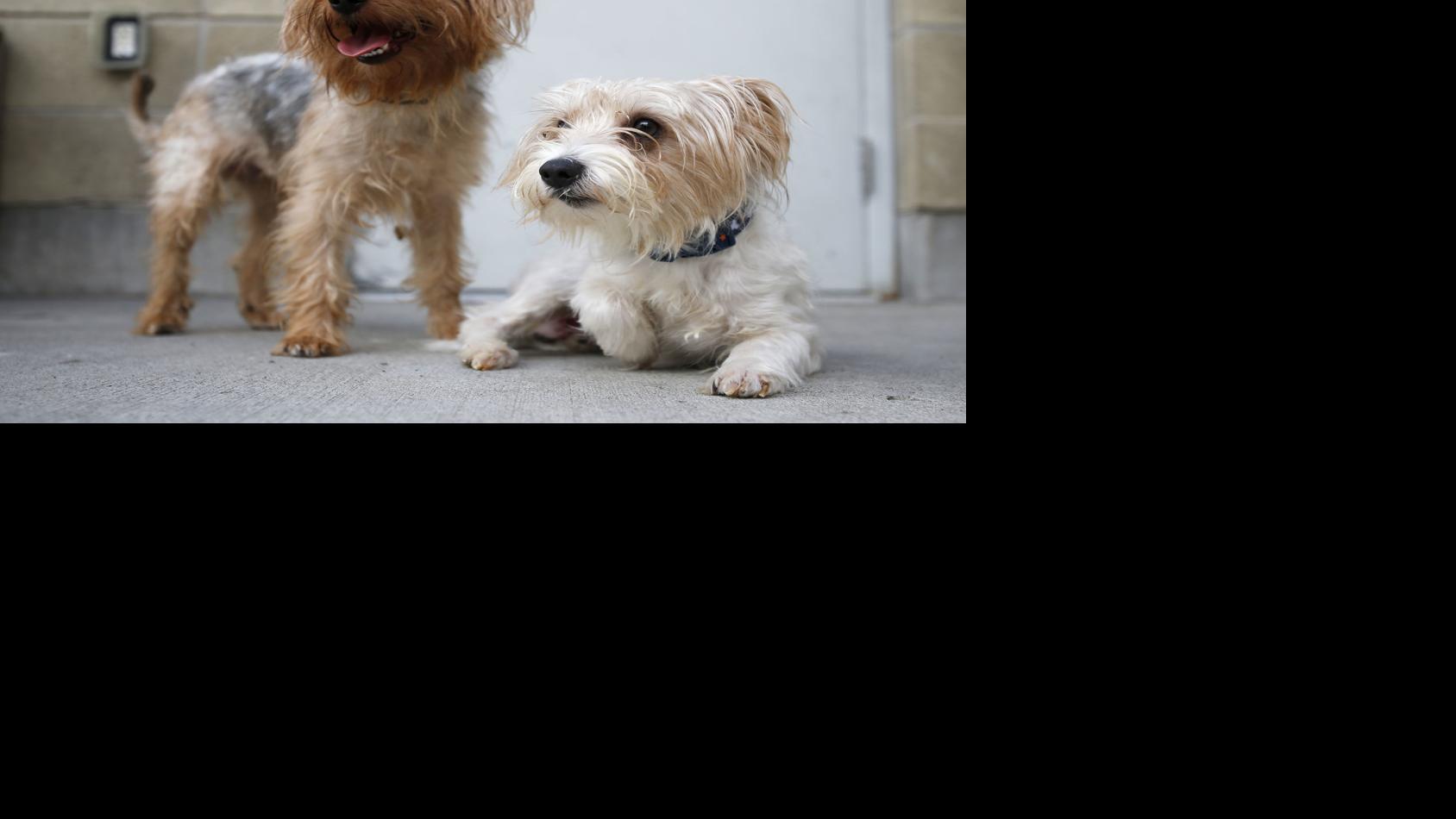 Billings animal shelter adopting out dozens of Yorkiepoodles after owner surrenders them