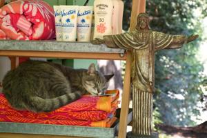 A cat sleeps alongside a Jesus statue and beach gear at Burke’ s Canoe Trips in Forestville along the Russian River.