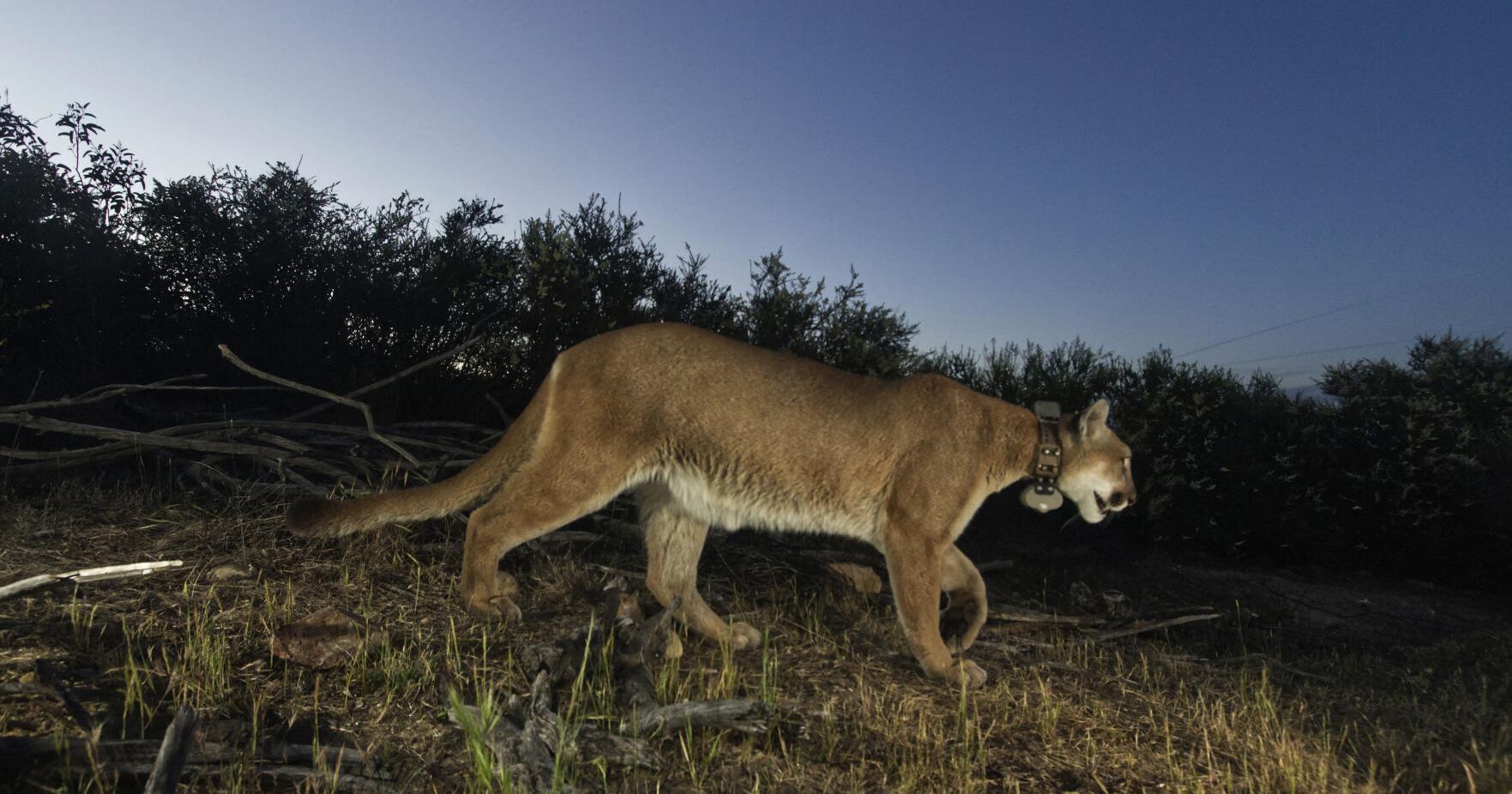 Mountain lion harvest increase proposed - Vimarsana News