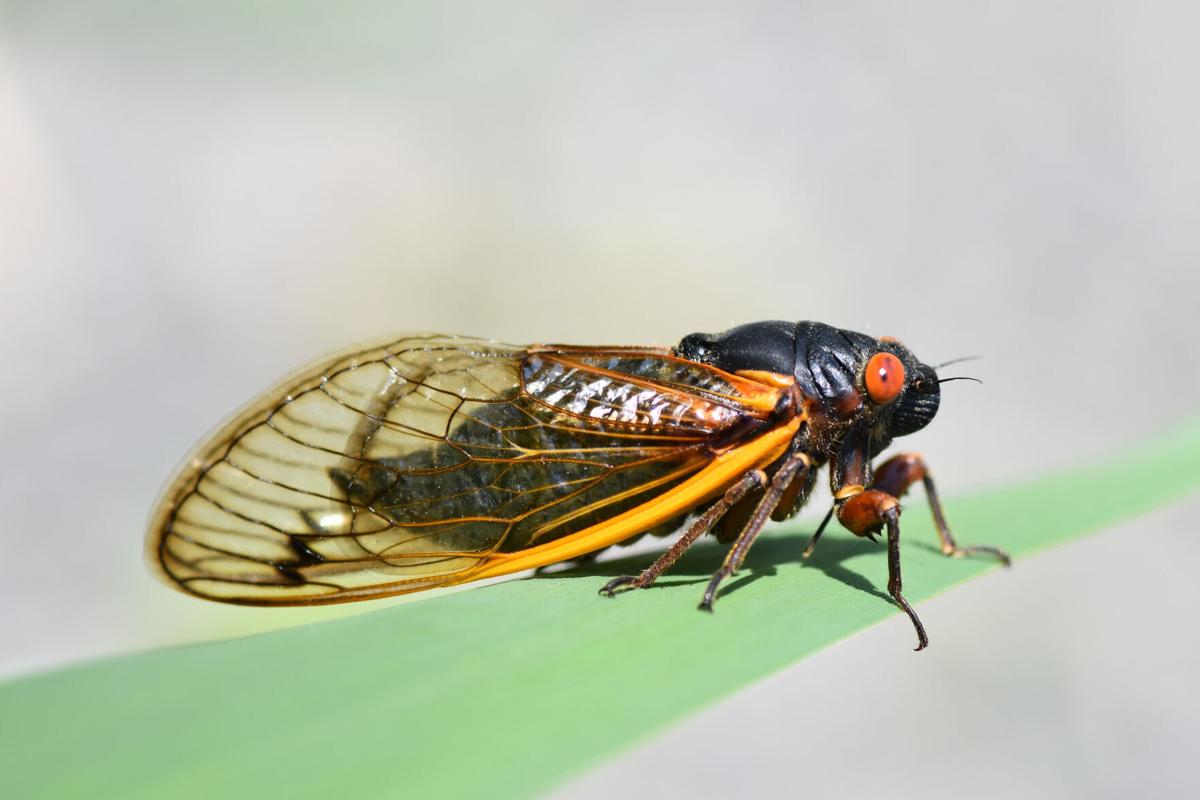 Talked to my buddy about the upcoming double cicada hatch and we