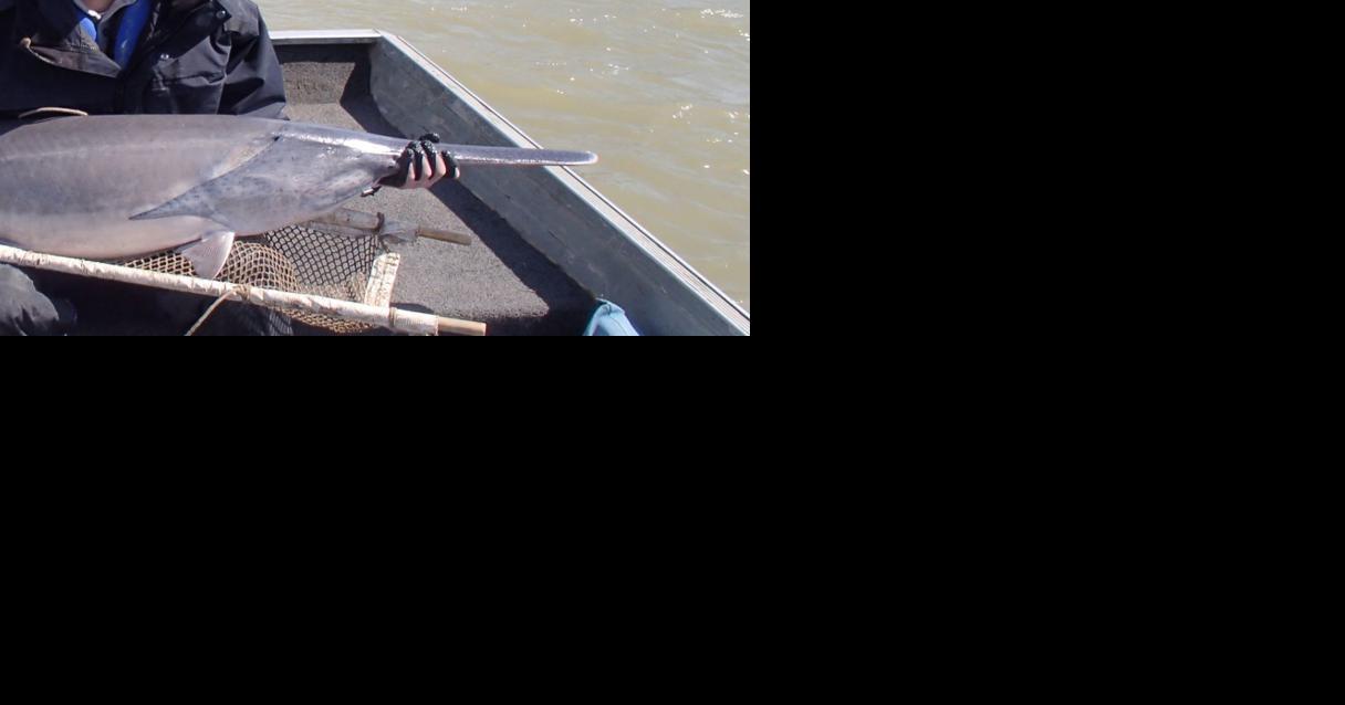 Time to apply for Upper Missouri paddlefish tags