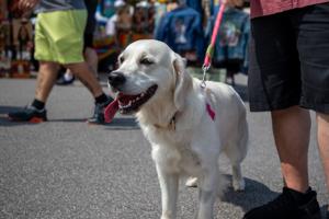 From festival dogs to adventure cats, here are some summer pet safety tips