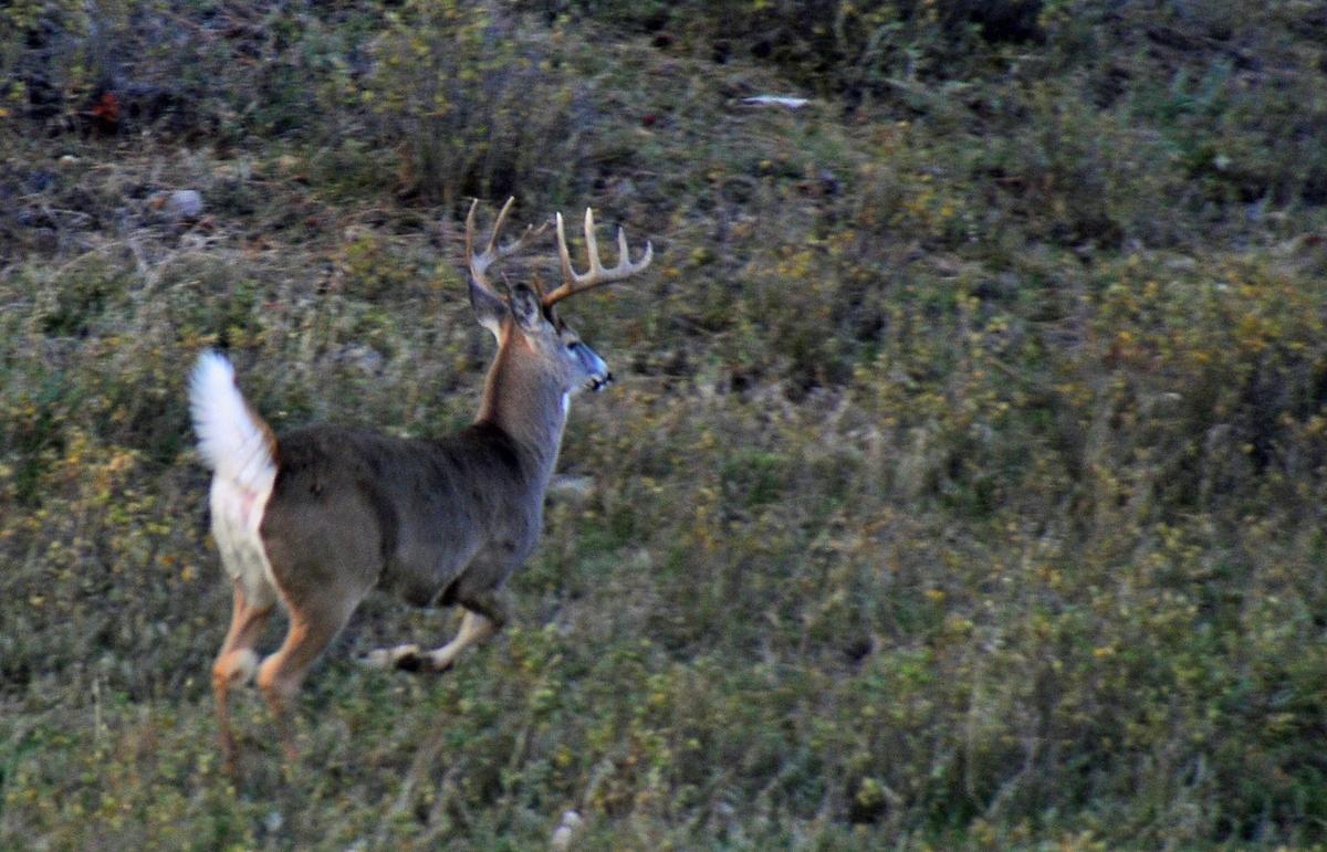 Deer harvest up along Rocky Mountain Front