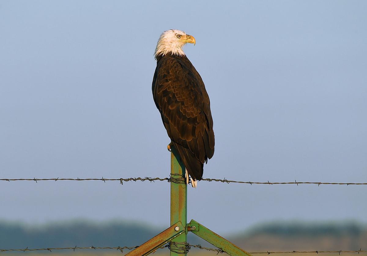 Bald eagle at sunrise