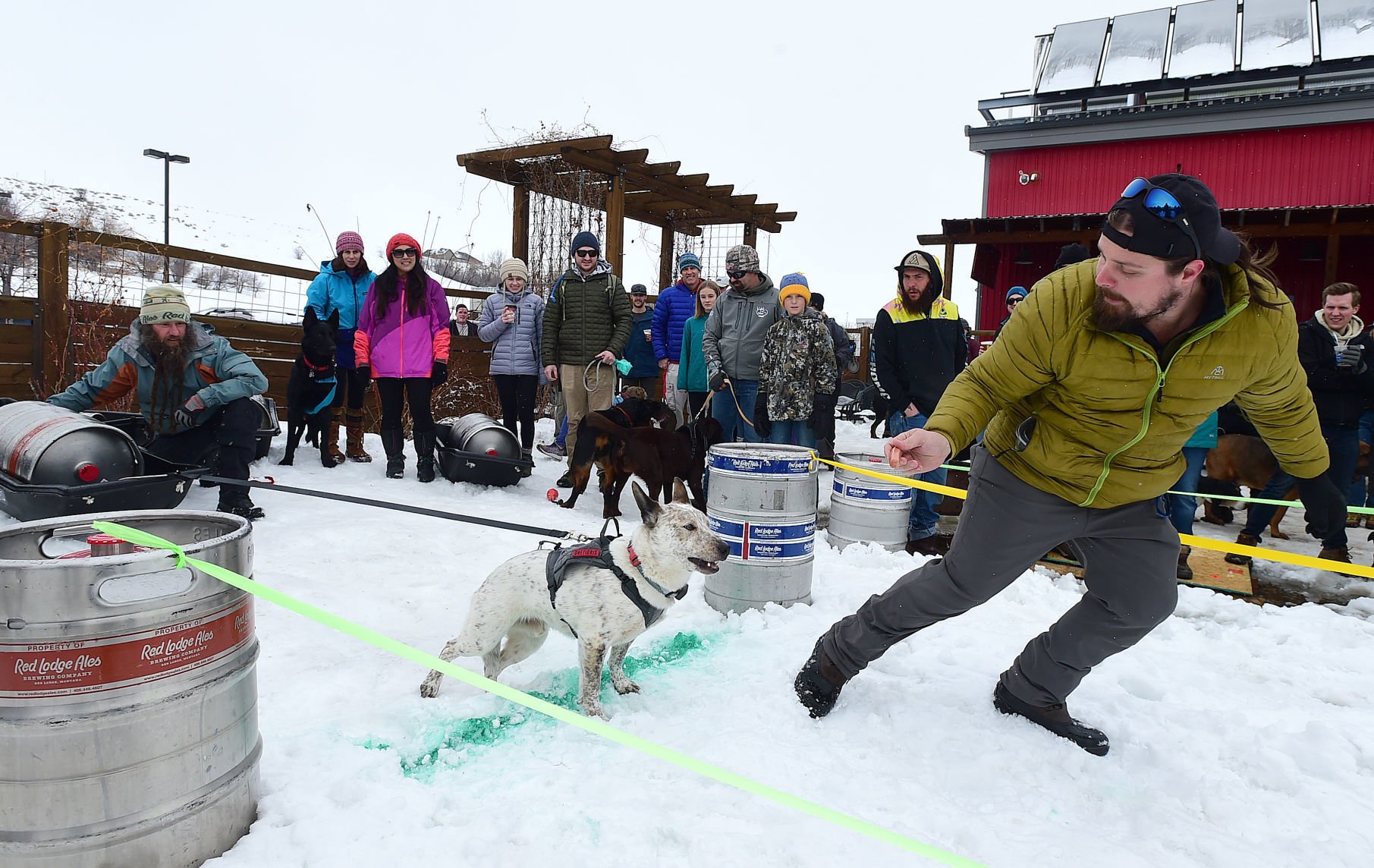 bernese mountain dog pulling sled