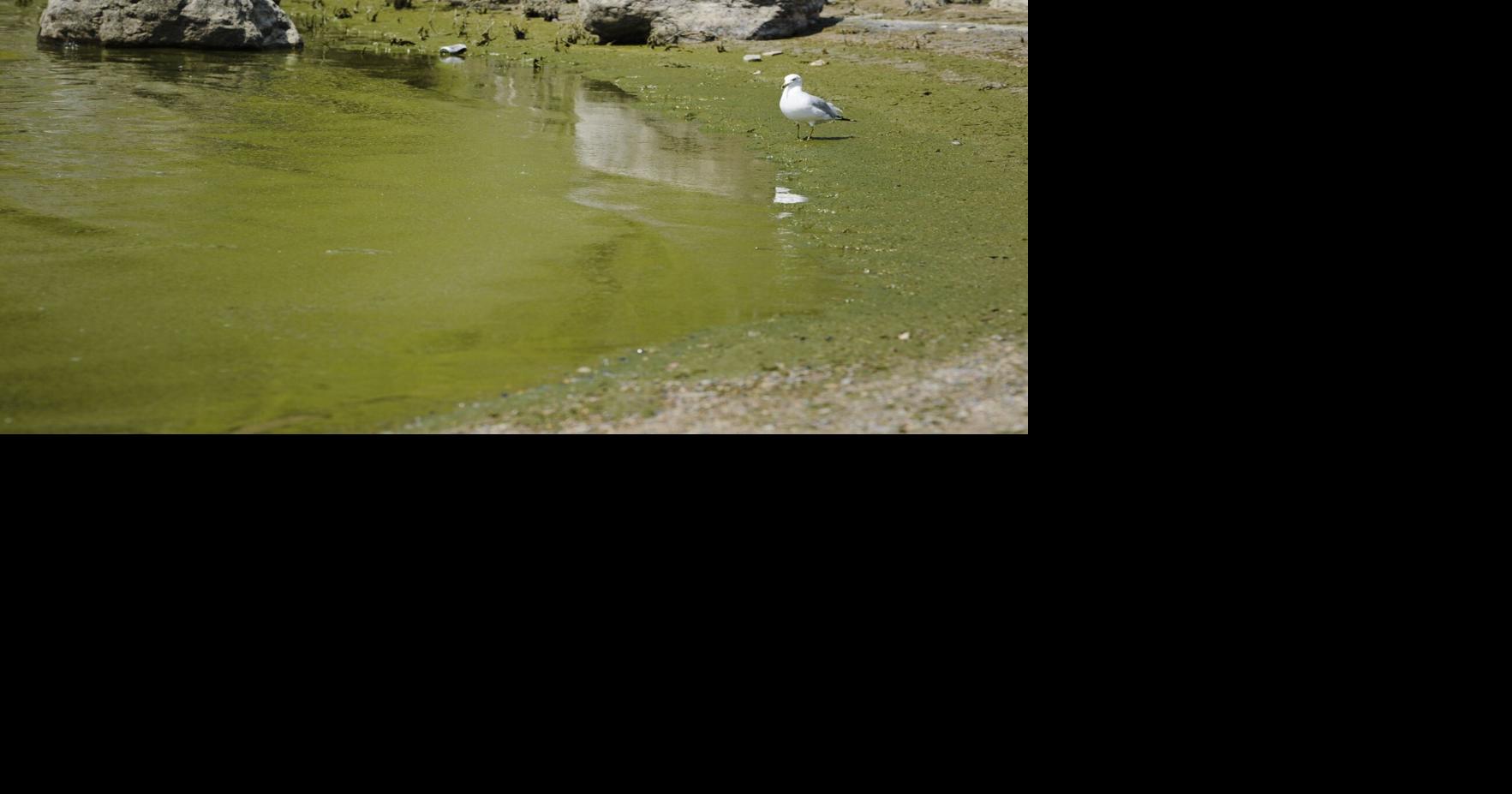 Harmful algal blooms confirmed in Helena-area lakes and reservoirs