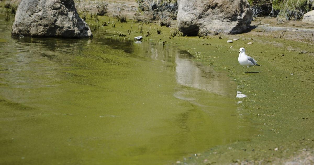 Harmful algal blooms confirmed in Helena-area lakes and reservoirs