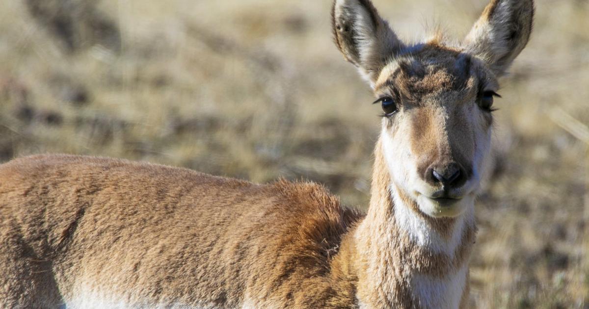 Wyoming Antelope Hunt - 0 points | Sniper's Hide Forum