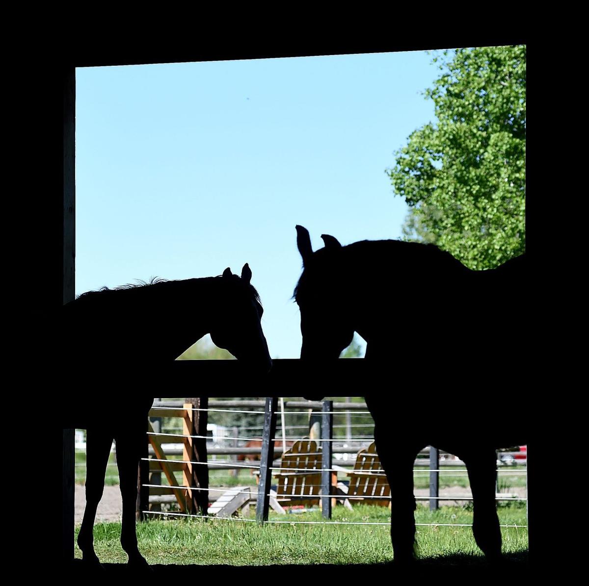 'It's amazing to watch what happens' Highschoolers learn about horse therapy Health