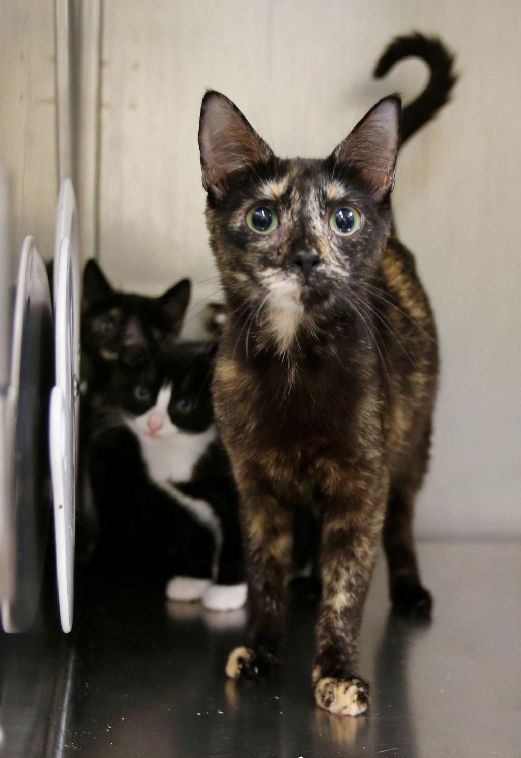 Law Enforcement Struggle To Help Cat Hoarders As Recent Cases