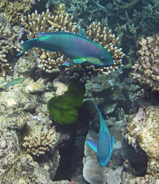 Great Barrier Reef reveals spectacular seascapes, responsibility to ...