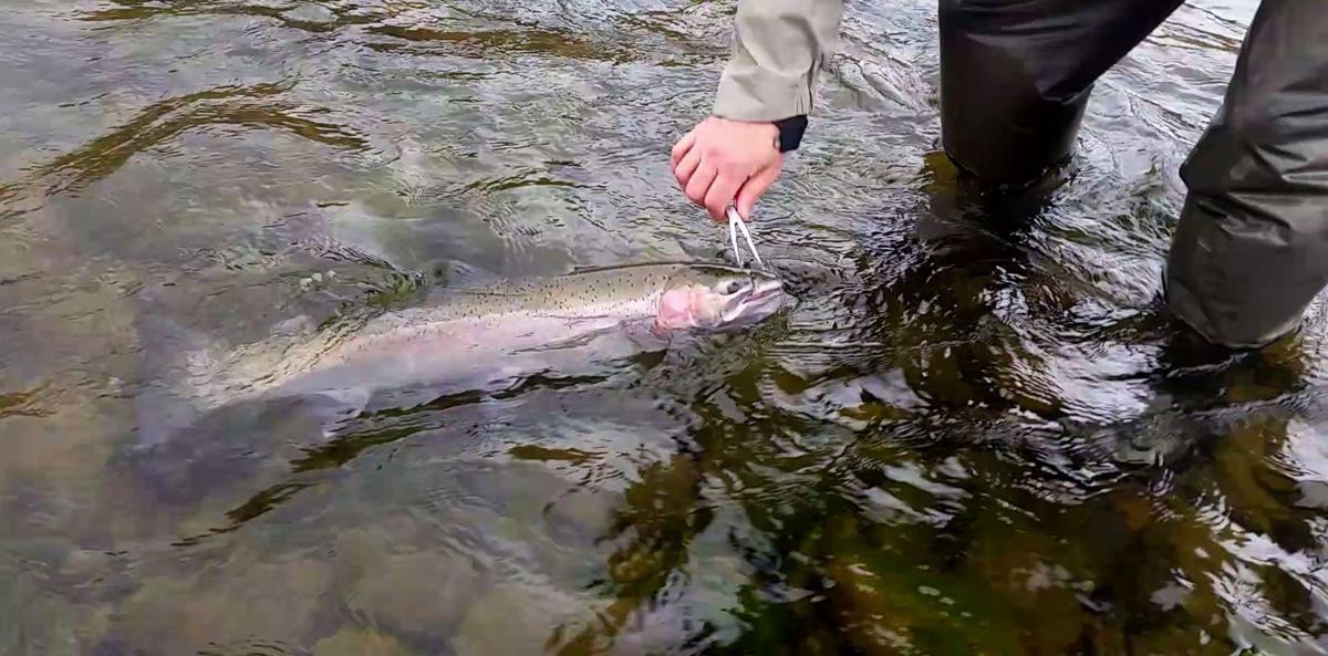 Catch and release