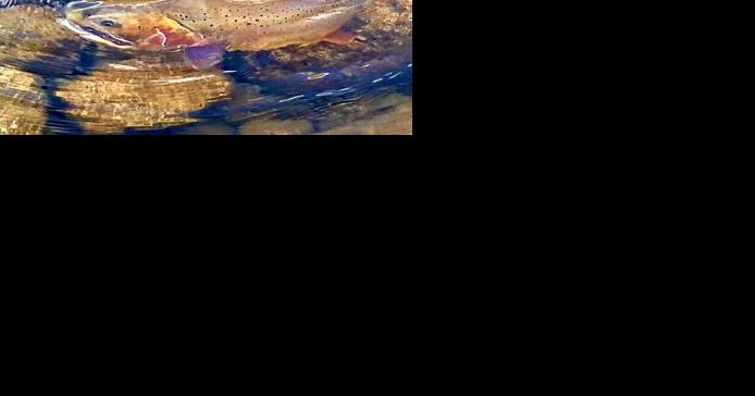 Lawsuit challenges Absaroka-Beartooth Wilderness fish poison - Vimarsana News