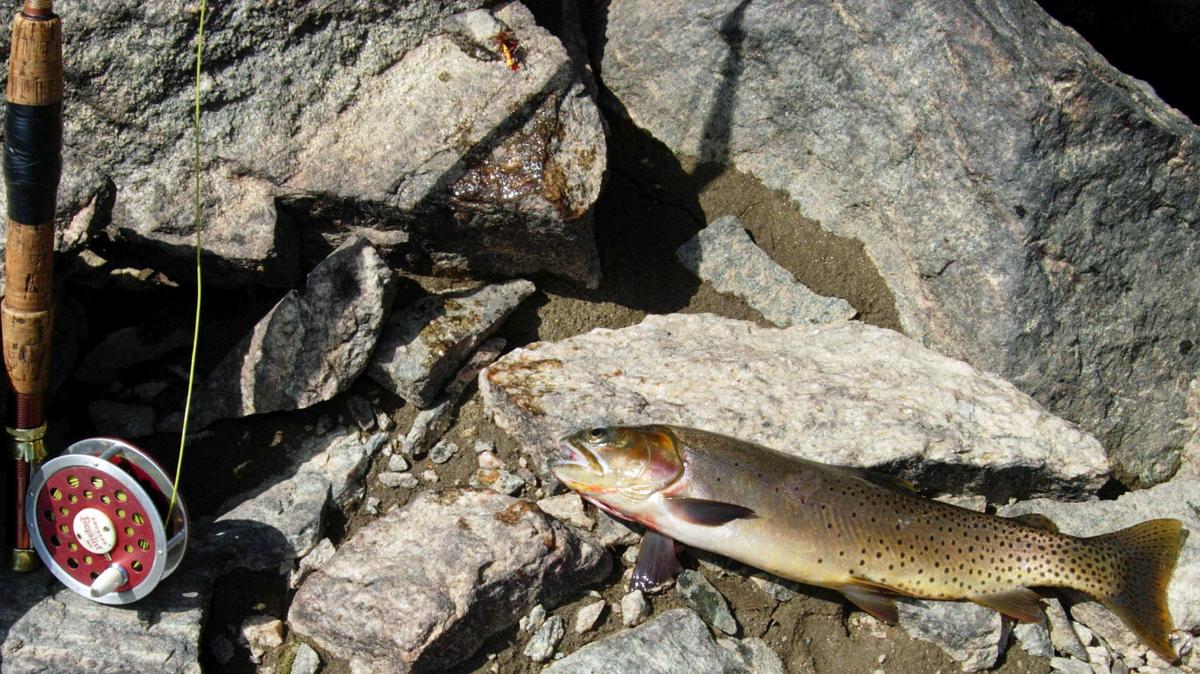 The Cutthroat Trout - Men's Fishing Ring 11