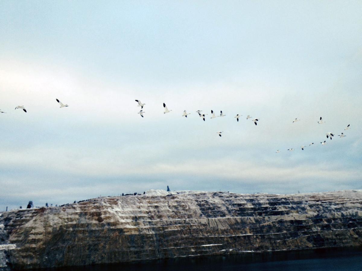 snow geese
