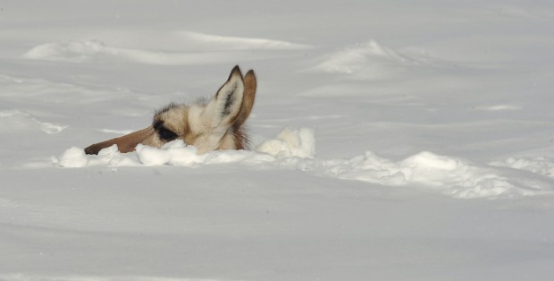 Pronghorn in snow
