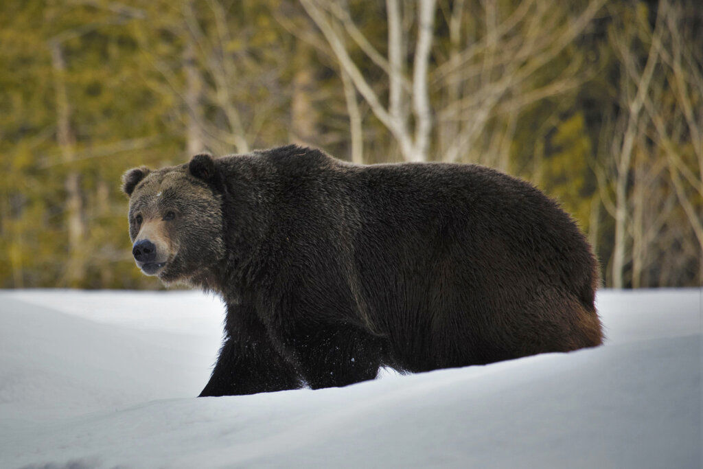 Scientists: Grizzlies Expand Turf But Still Need Protection