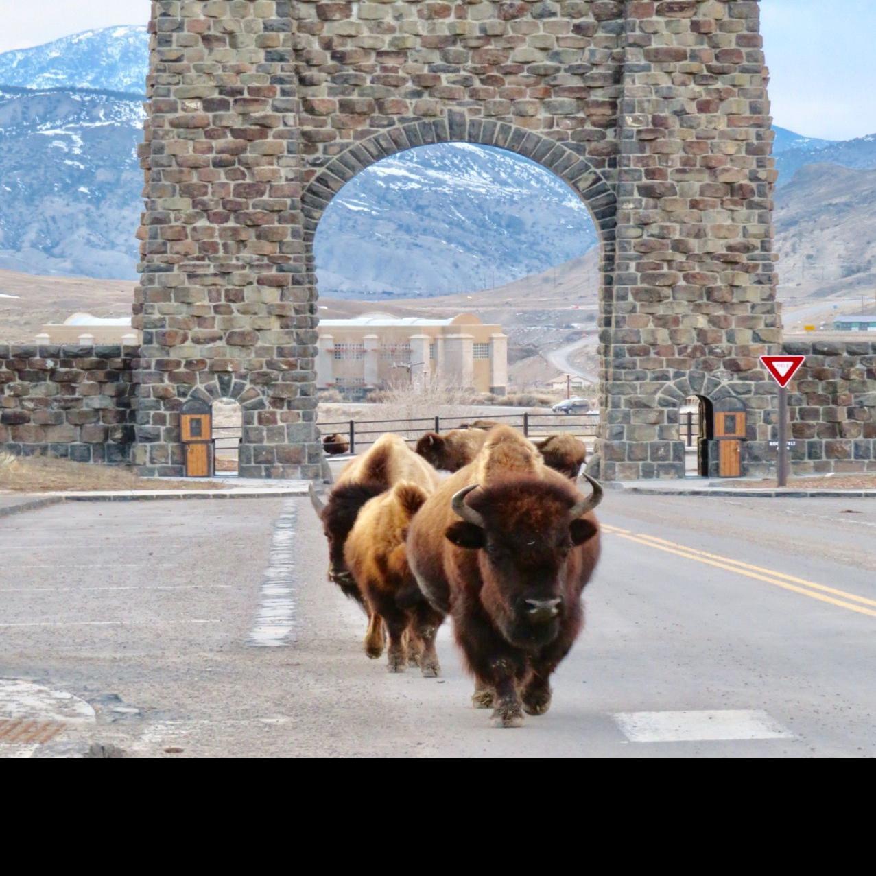 Yellowstone To See Staged Opening With Limited Services State