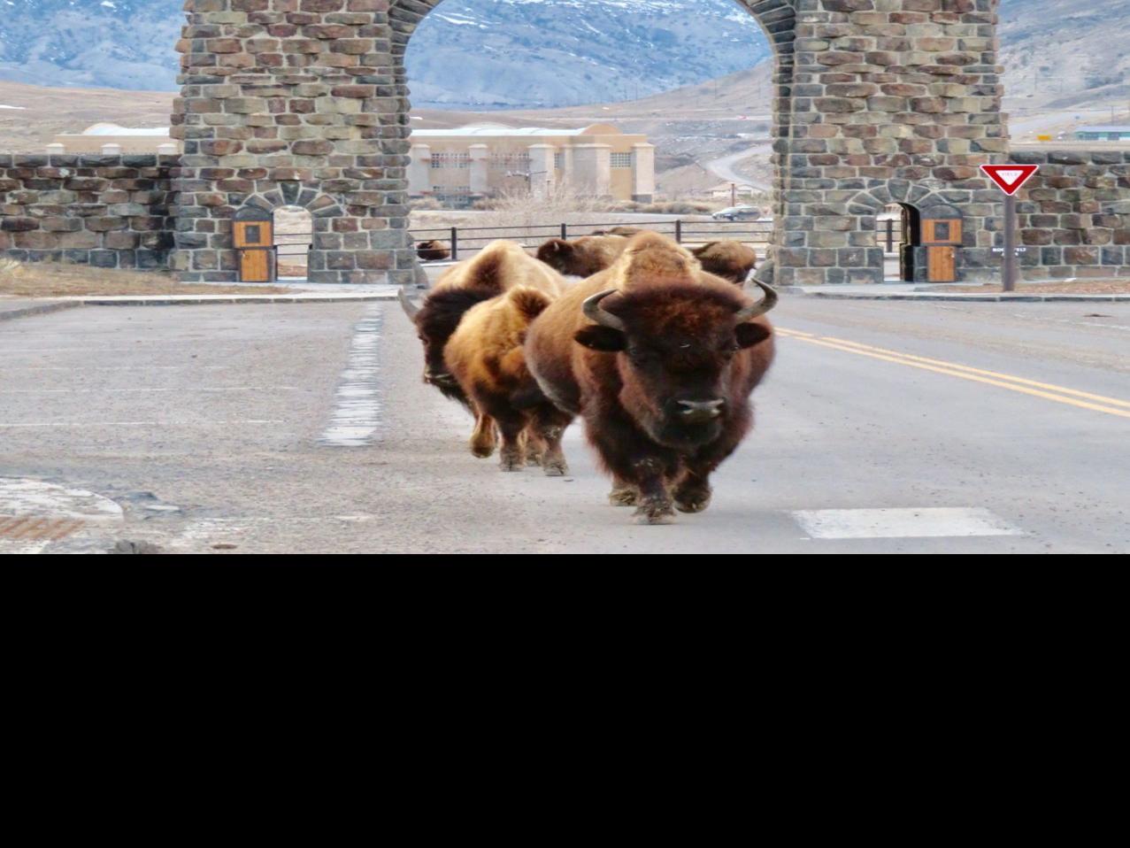 Yellowstone To See Staged Opening With Limited Services State