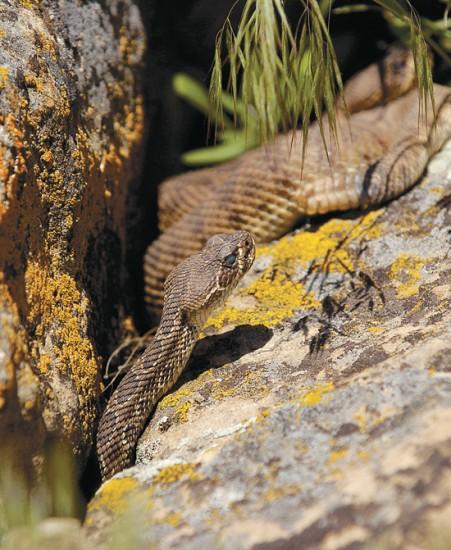 Live Angry Snake Found in Toilet at Arizona Home: Video