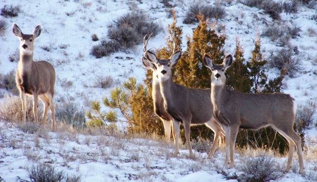 No does: State considers dropping most antlerless deer hunts