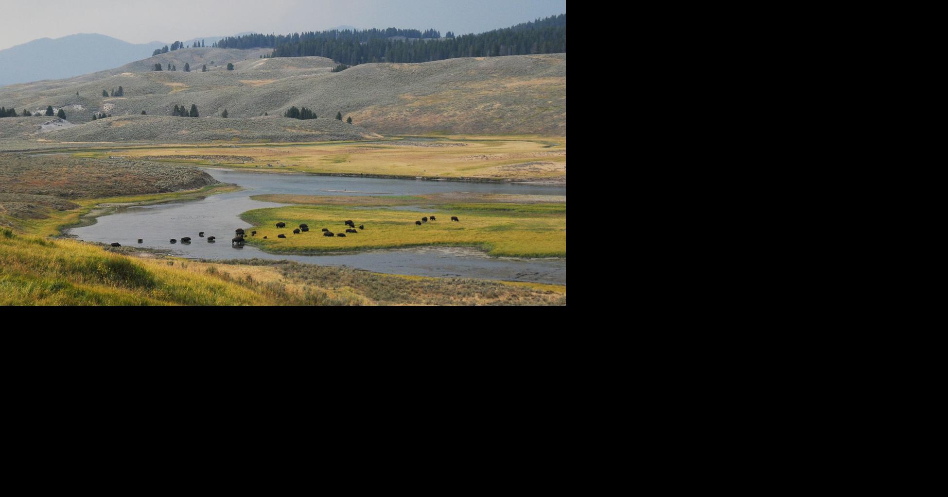 No Accident: Wade's Bay a Result of Historic California Breeding Program