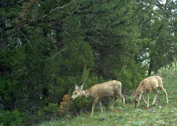 Mule Deer Educating Wyoming Researchers In 5-year Study