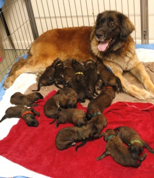 18 Leonberger Puppies Keeps Powell Family Busy Wyoming News Billingsgazette Com