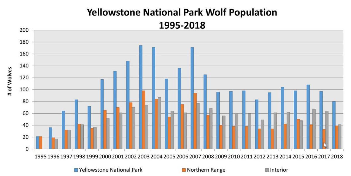 Fewer Yellowstone wolves equals no wolfonwolf deaths