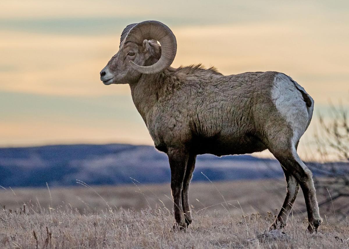 Bighorn sheep (copy)
