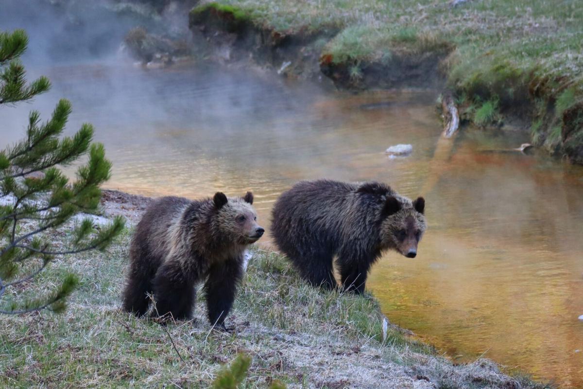 Tri-state agreement for managing Yellowstone grizzlies OK'd