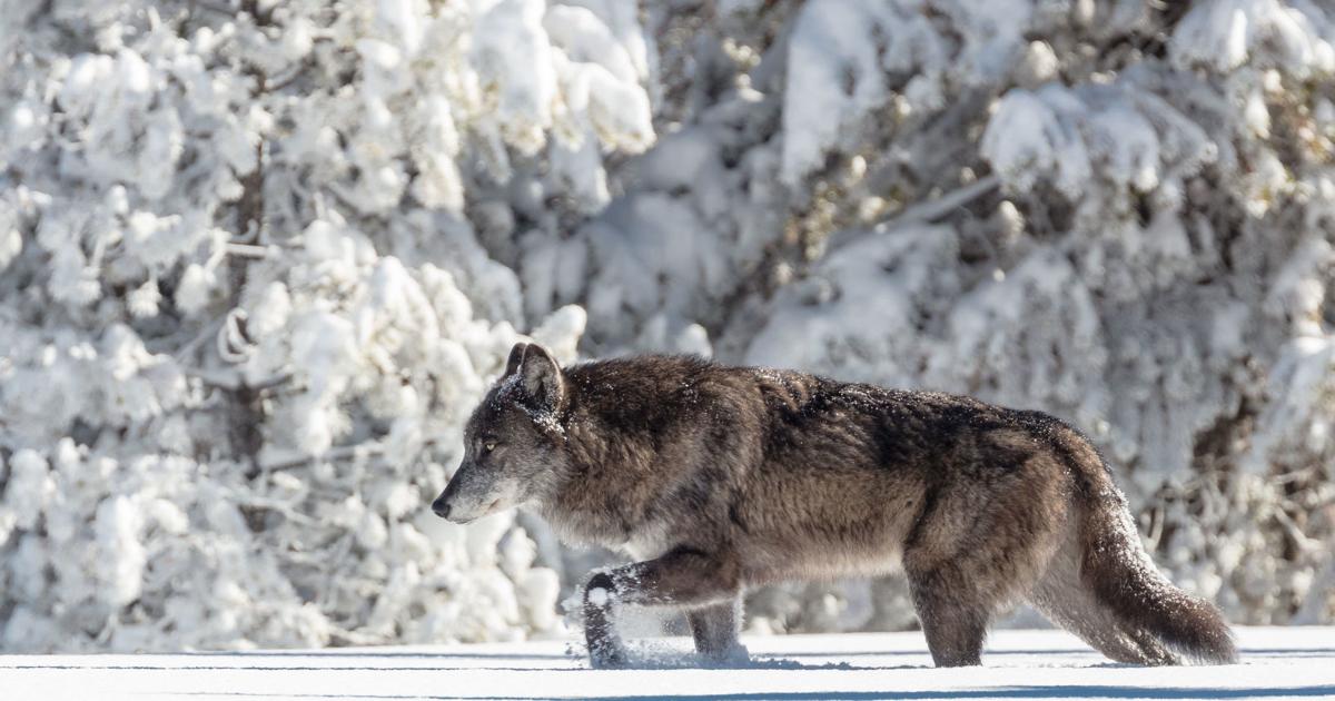 A Wolf Rapping Montana wolf trapping dates proposed