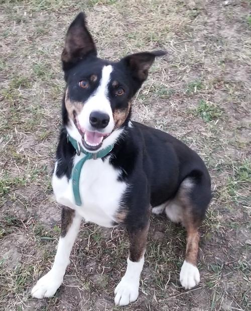 Pet of the week: Schatzi