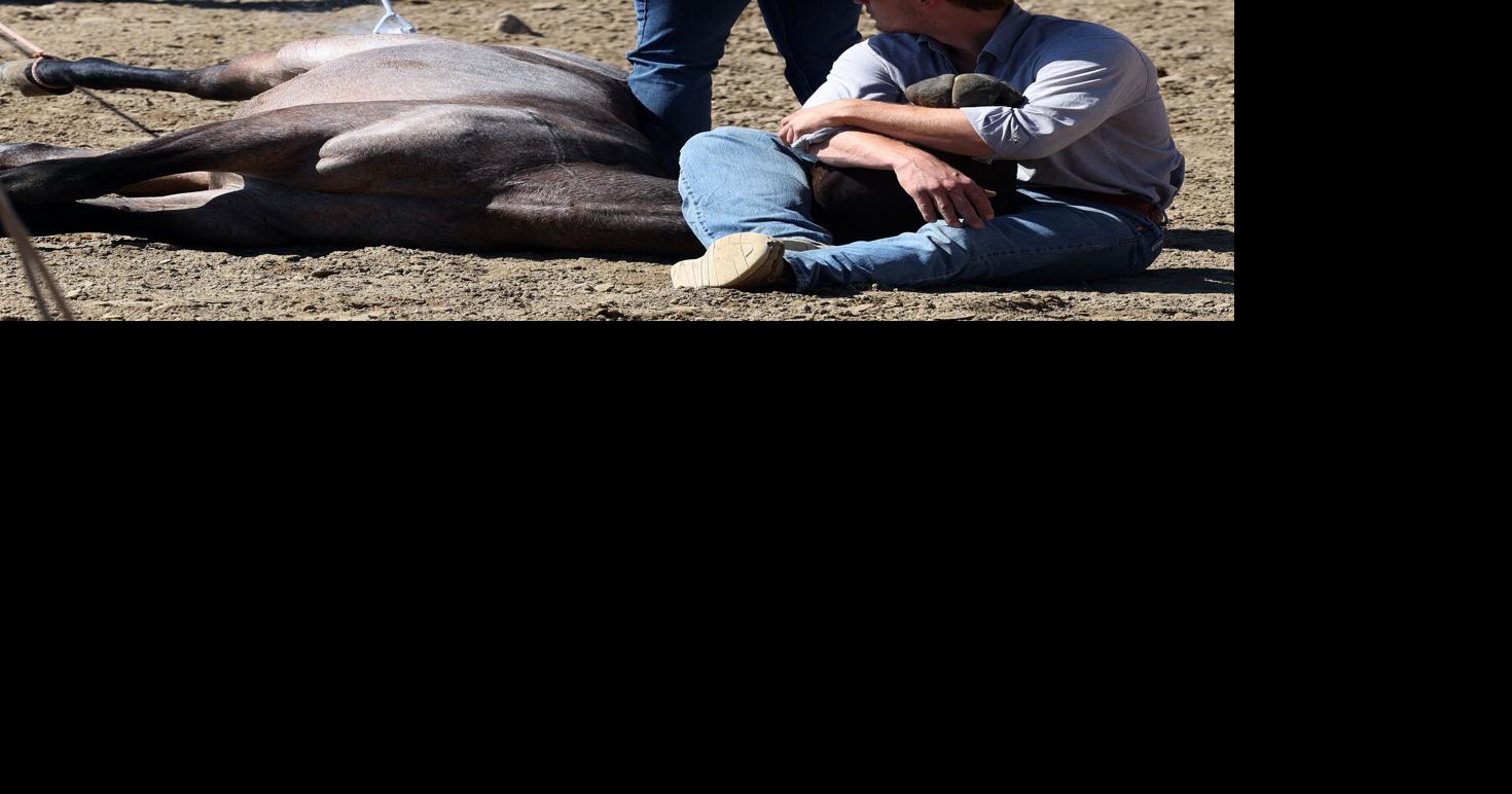 Duncan Vezain horse gelding