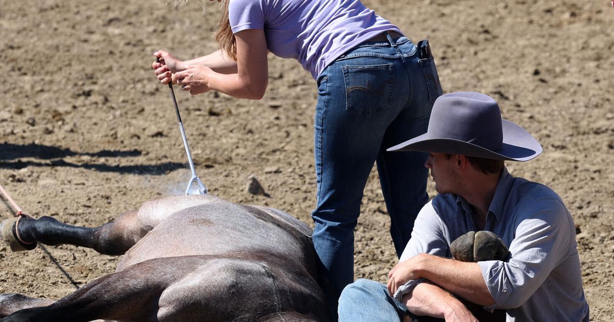 Duncan Vezain horse gelding