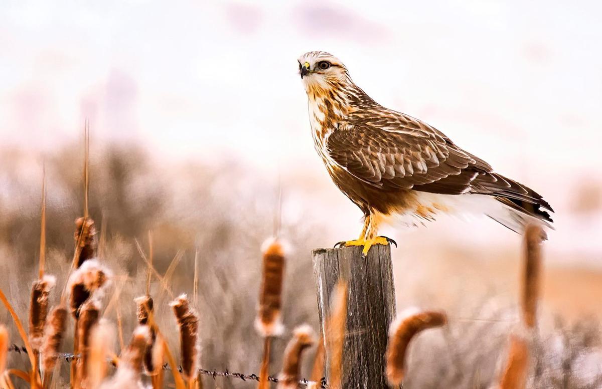 rough-legged hawk