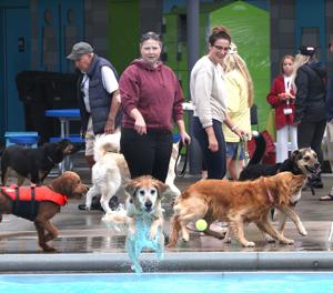 Photos: Dog Days of Summer at Rose Park Pool