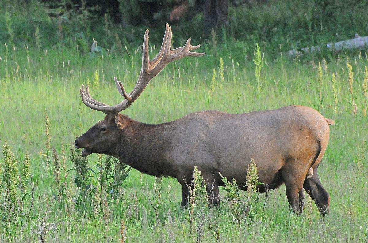 Wildlife diseases