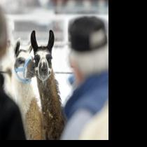 All 800 animals removed from defunct Montana sanctuary