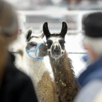 All 800 animals removed from defunct Montana sanctuary