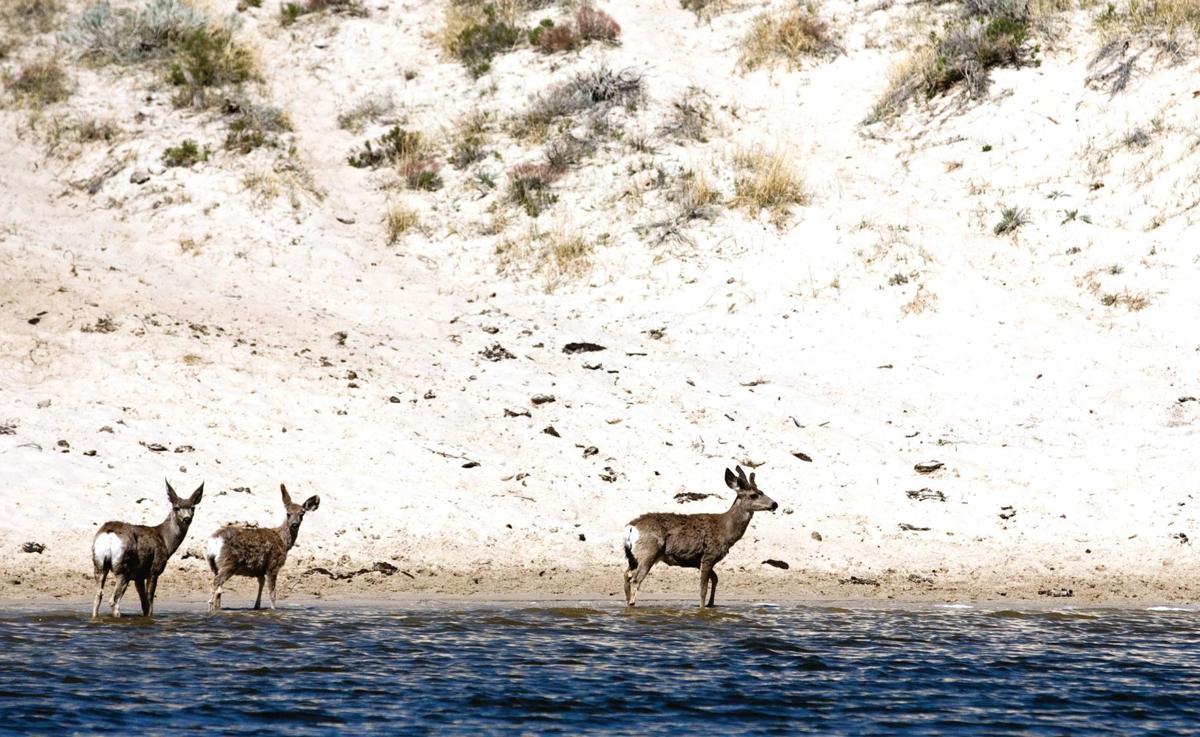 Mule deer