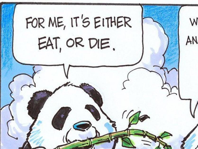 Why Pandas Are Black And White Just For Kids Billingsgazette Com