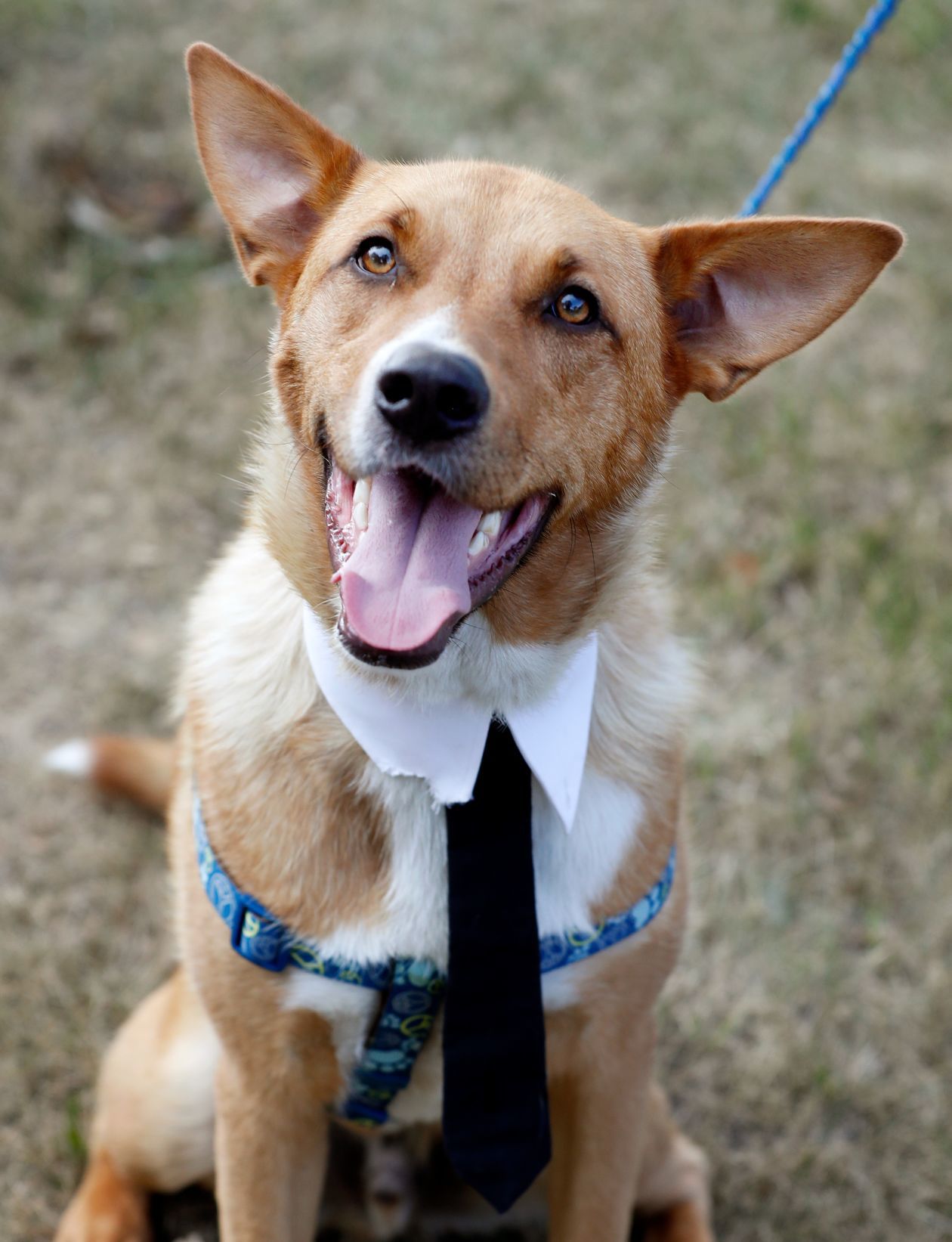 giant dog rescue near me