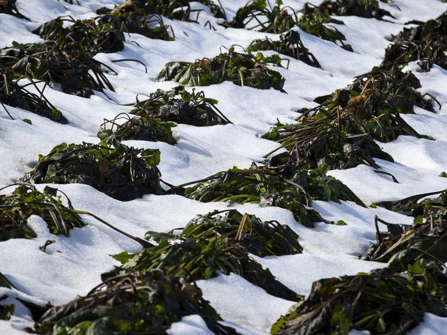 Sugar beet farmers race the weather to the end of harvest | State &  Regional | billingsgazette.com