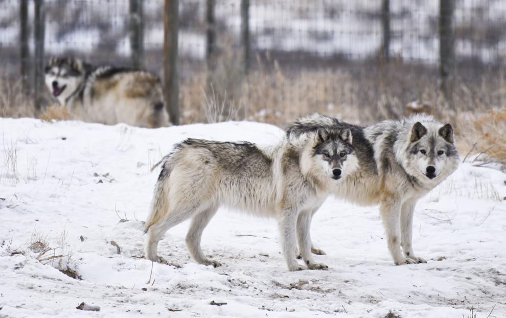 Descendants of historic Pennsylvania wolves live in Montana