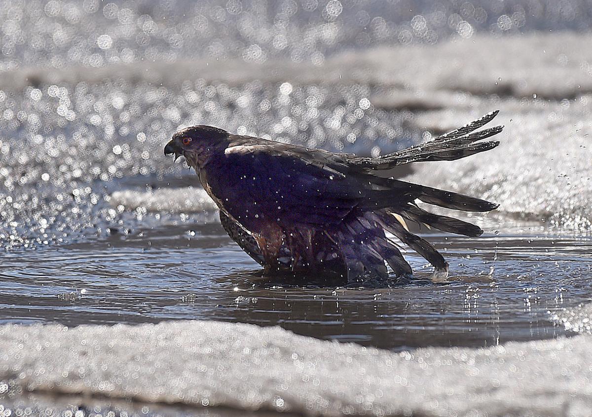 Hawk bath