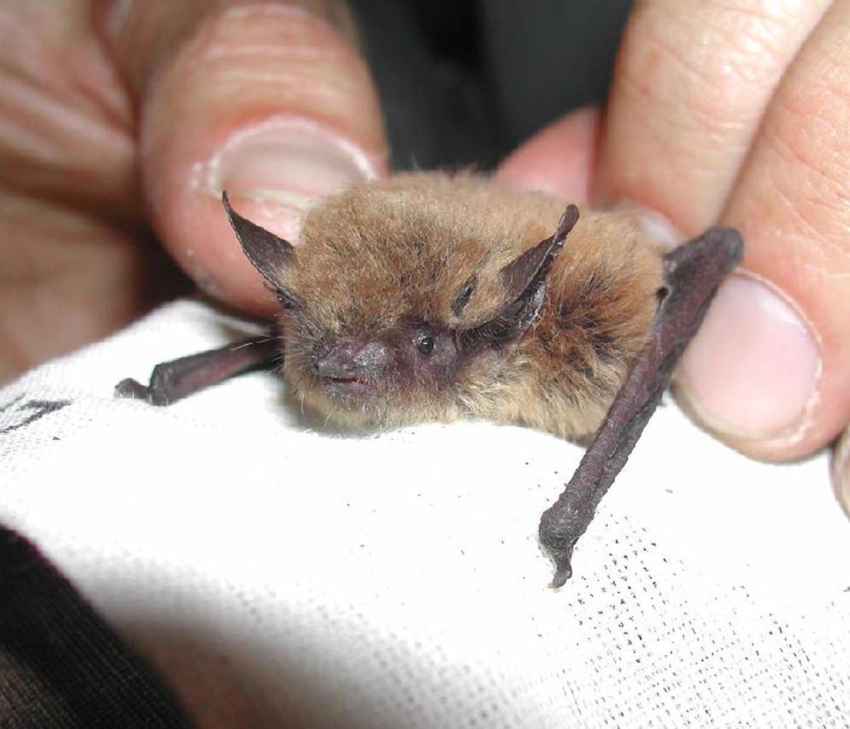 MSU student tracks bats in Glacier National Park Outdoors