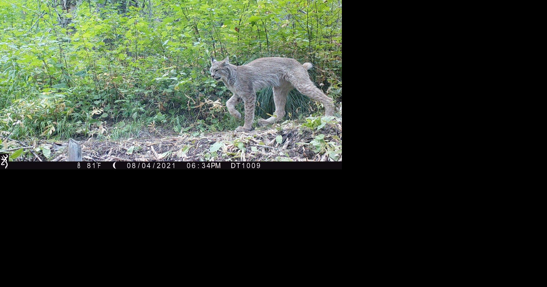 John Meyer Cottonwood Decision good for forest management