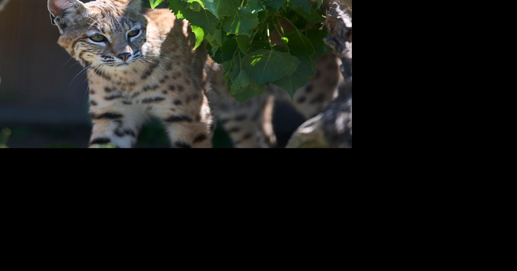 Montana State supports wildlife conservation through partnership with ZooMontana