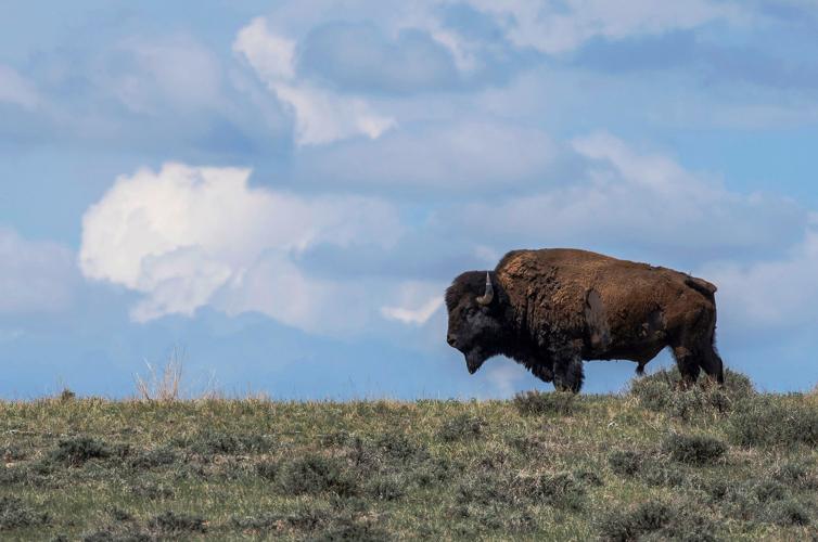 American Prairie bison